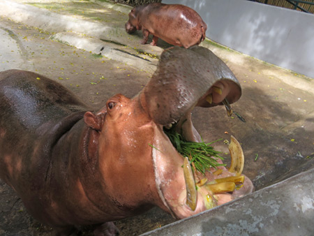 A hippo eats a mouthful of grass at the Dusit Zoo in Bangkok, Thailand.
