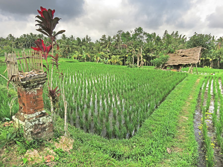 A Hindu shrine set up at the Subak Juwuk Manis rice field in Ubud, Bali, Indonesia.