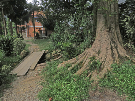 Planks and trees in Bukit Lawang, Sumatra, Indonesia.