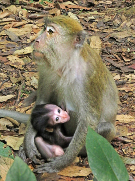 Mother and child in Bukit Lawang, Sumatra, Indonesia.
