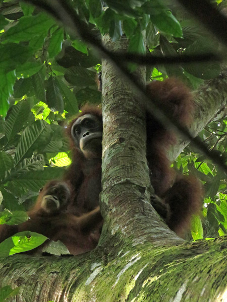 Orangutans in Bukit Lawang, Sumatra, Indonesia.