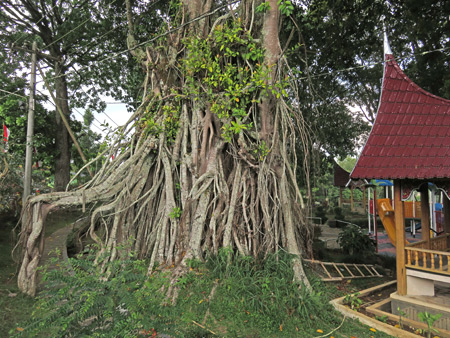 A gnarly tree in Taman Panorama in Bukittinggi, Sumatra, Indonesia.