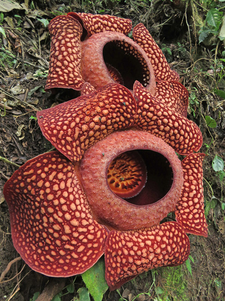 The magnificent Rafflesia flower north of Bukittinggi, Sumatra, Indonesia.