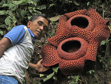 The magnificent Rafflesia flower--shown here with a human for scale--north of Bukittinggi, Sumatra, Indonesia.
