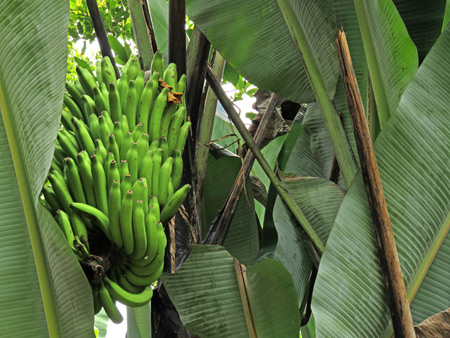 A banana tree in Baso village near Bukittinggi, Sumatra, Indonesia.