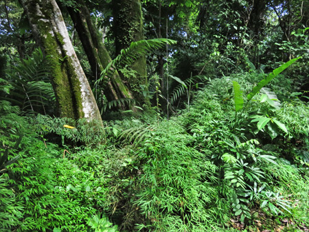 A thick jungle scene at the Parque Natural Metropolitano in Panama City, Panama.