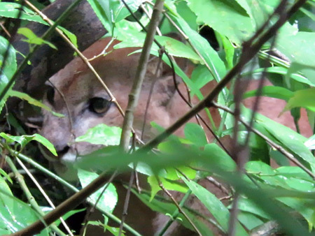 A puma in Corcovado National Park on the Osa Peninsula, Costa Rica.