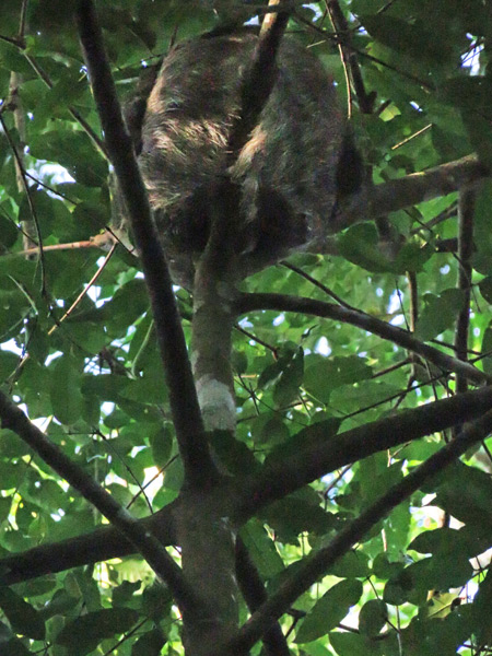 A three-toed sloth on the Osa Peninsula, Costa Rica.