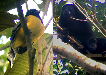 A Euphonia bird and howler monkeys on the Osa Peninsula, Costa Rica.