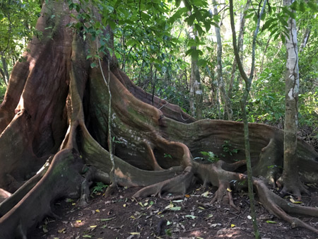A primeval-looking tree on the Osa Peninsula, Costa Rica.