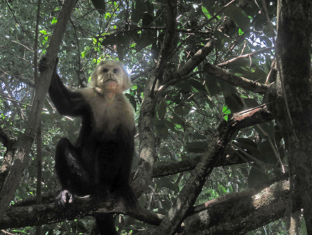 A white-headed capuchin monkey at Manuel Antonio National Park, Costa Rica.