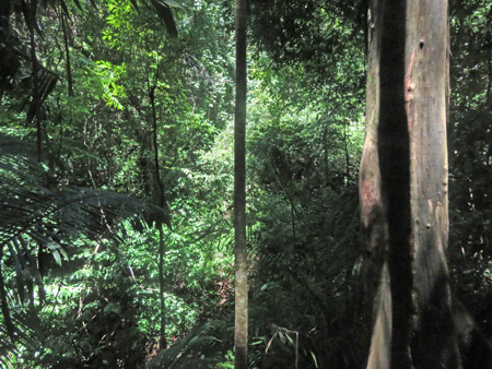 A thick jungle at Manuel Antonio National Park, Costa Rica.