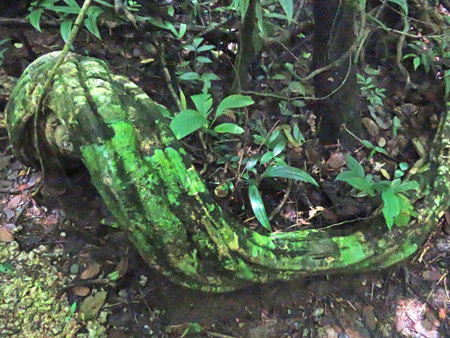 A moss-covered vine or tree root at Manuel Antonio National Park, Costa Rica.
