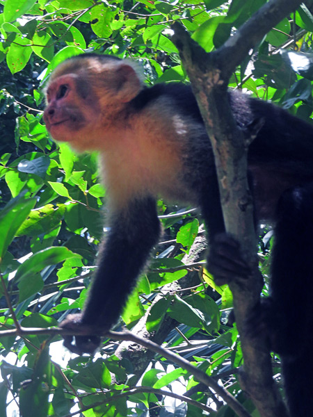 A white-headed capuchin monkey at Manuel Antonio National Park, Costa Rica.