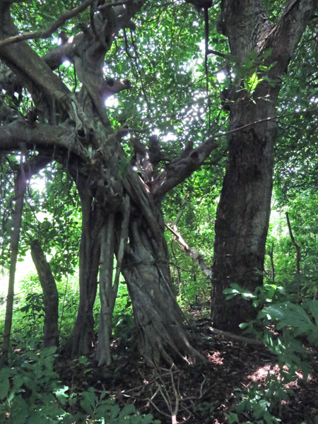 A tree gives itself props in Charco Verde, Isla de Ometepe, Nicaragua.
