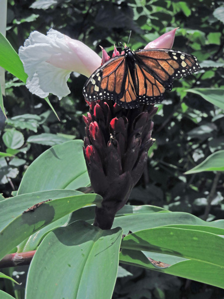 A butterfly at Butterfly Paradise in Charco Verde, Isla de Ometepe, Nicaragua.