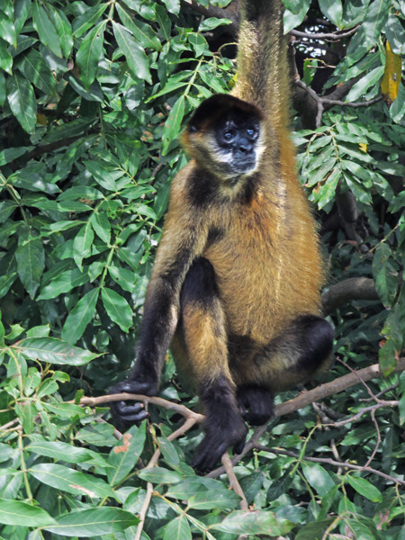 Monkey Island in Las Isletas de Granada, Nicaragua.