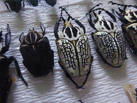 More bugs at El Museo Entomológico de Leon, Nicaragua.