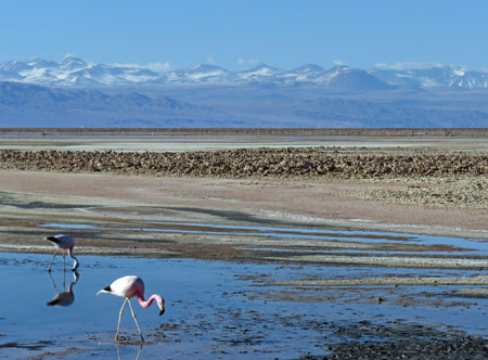 Flamingos in the Laguna Chaxa at the Salar de Atacama, Chile.