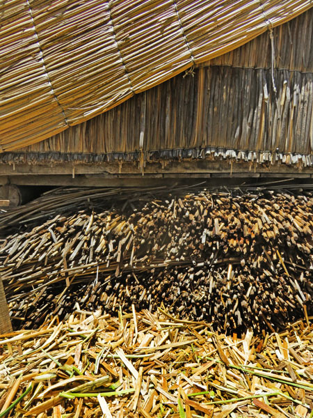 A close-up of the totora reeds that are used to build everything on the Uros Islands near Puno, Peru.