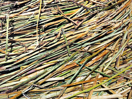 A close up of the totora reeds that form the soft, springy ground of the Uros Islands near Puno, Peru.
